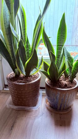Snake plants in Ceramic Planter $22 each