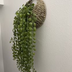 Decorative Plant 