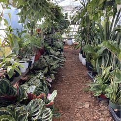  🎊🎈🪴happy Wed!! Mister on for cooling!!! Open houseplant sale today!!zip95820