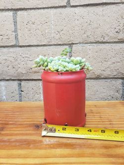 Succulent Plant