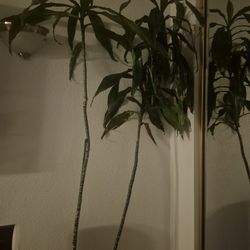 7ft Dracaena fragrans