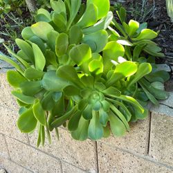 FREE Large Succulent Pruned Clippings 