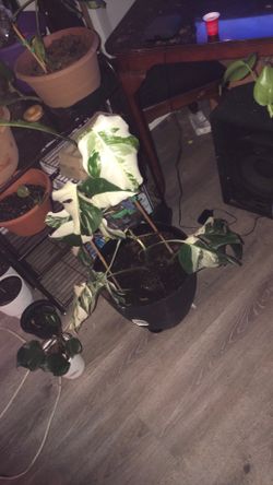 Albo monstera