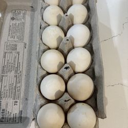 Duck Eggs
