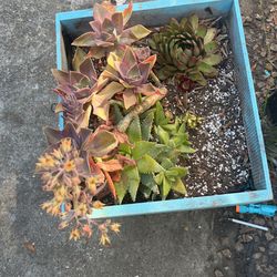 Succulents