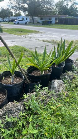Crinum lily  Giant live plant available