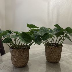 Artificial Plant (10 for Both)