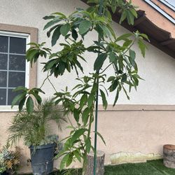 Avacado Tree Awacate 