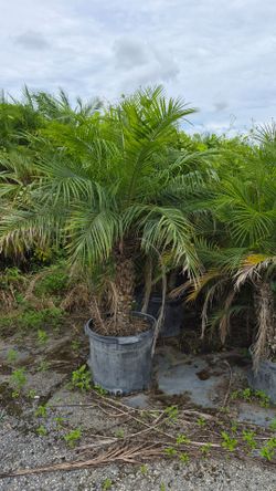 Robollinis Palms About 5 feet Tall