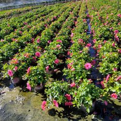 Hibiscus 🌺 Flower