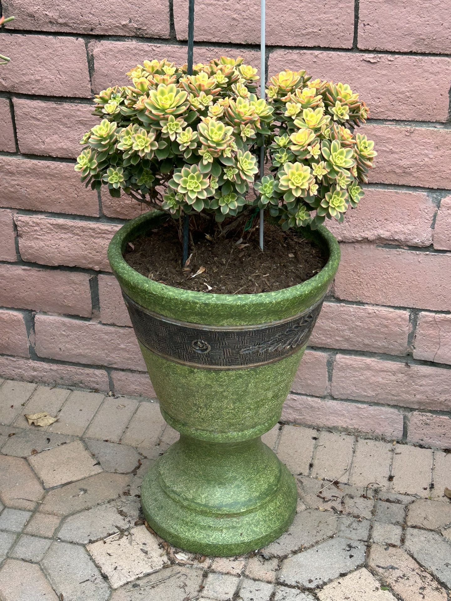 Lucky Jade With Large Clay Pot For Outdoor Decor