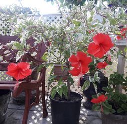 Blooming Hibiscus plant in flower pot