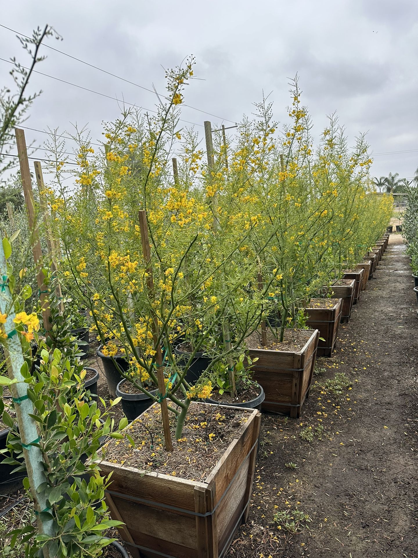 Palo Verde Trees 24 Gallons for Sale in Riverside County, CA OfferUp