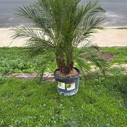 Pygmy Date Palm