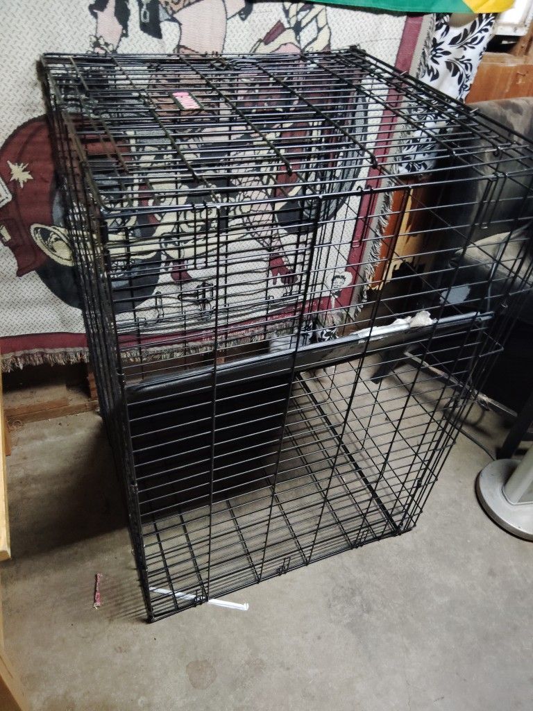 Big Dog Age For Sale
