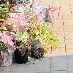 FREE CUTTING & FREE EASTER LILY Plants