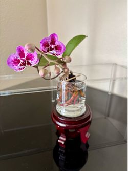 Mini Water-Culture Orchid