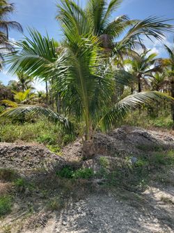 Coconut Palms Robellini's Old Man Poems