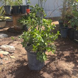 Bay Laurel Plant