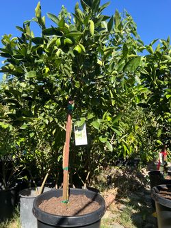 Big mature bear lime trees