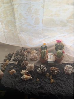 accessories carocales and castu