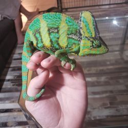 Chameleons