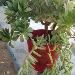 Suculent Mix Plants