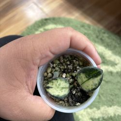 Hoya Mathilde Inner Variegated 