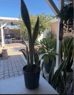 Sansevieria Snake Plant in Pot