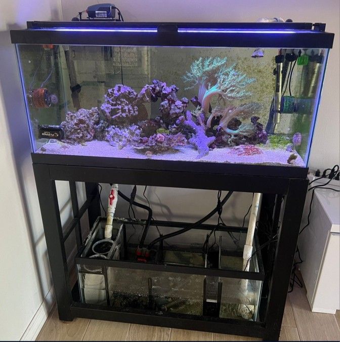 40 Gallon Saltwater Tank W/ 20 Gallon Sump Tank