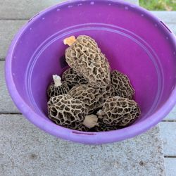 Fresh Picked Morels