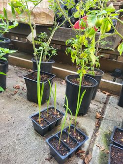 Organic 3 Pack Garlic Trays! Veggie Plants Still Available! ORGANIC PLANT SALE!!!!! TOMATO AND PEPPER!!! VEGETABLES!!! VARIETIES! SEED VARIETIES ARE S