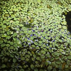 Salvinia Minima (Water Spangle)
