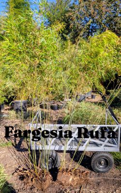 Clumping Bamboo bare-root