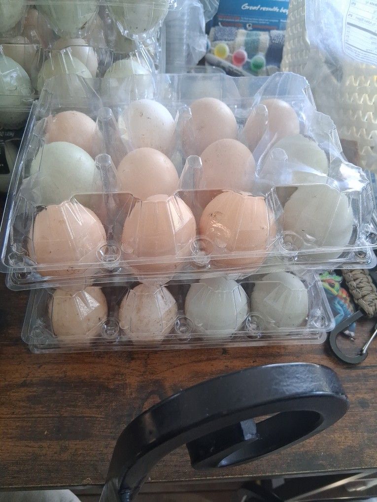 Quail Or Chicken Eggs 1 Dozen Or More
