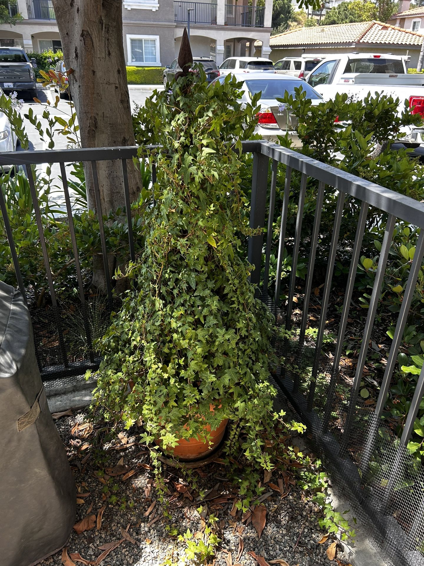 Ivy Topiary In Clay Pot
