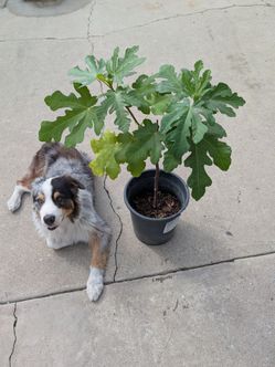 Fig tree for sale