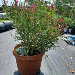 Pink Gaura