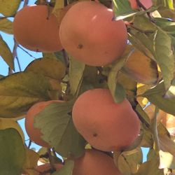 Fresh persimmons.  $ 0.45 cents each.
