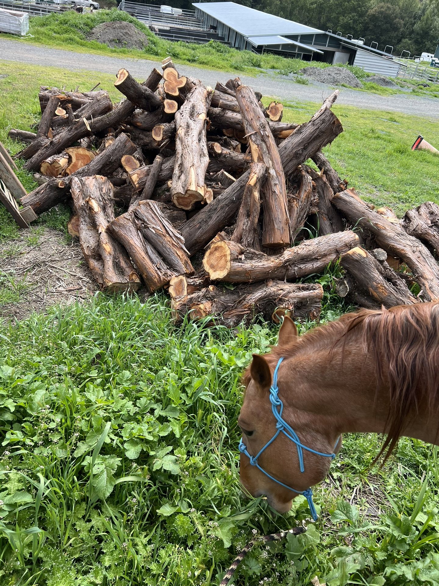 Juniper Wood And Logs