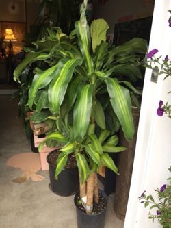 Real plant