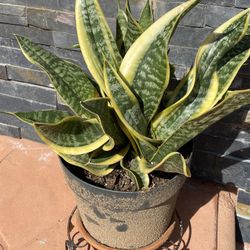 Snake Plant