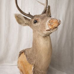 Vintage Whitetail Deer Taxidermy Mount 