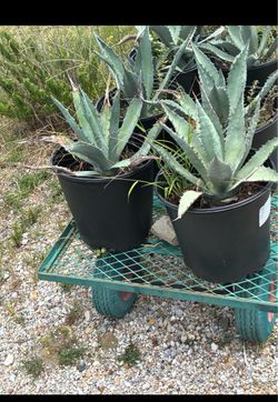 Plants