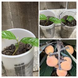 $5 Each Loquat fruit tree Live Plant (枇杷) Nispero Pipa  Cash only  Pick up in North San Jose, By appointment only  Location: located close to Shell ga