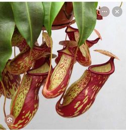 6” nepenthes gaya ( first pic is example )