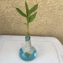 Lucky bamboo