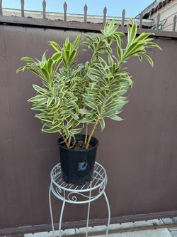 Big Dracaena Song Of India W/4 Plants In The Pot In 8” Pot 