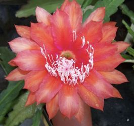 Flamingo Epiphyllum