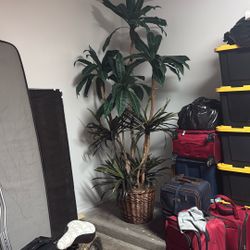 Planta Grande Decorativa 